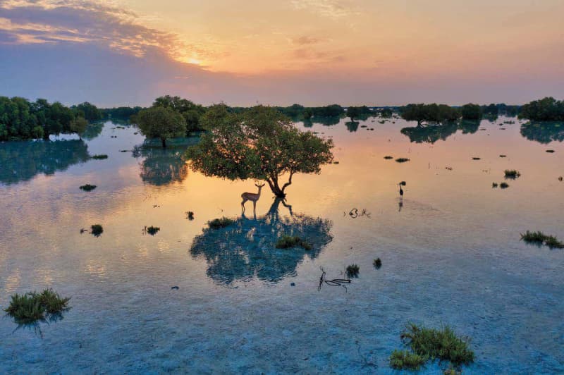 Jubail Island